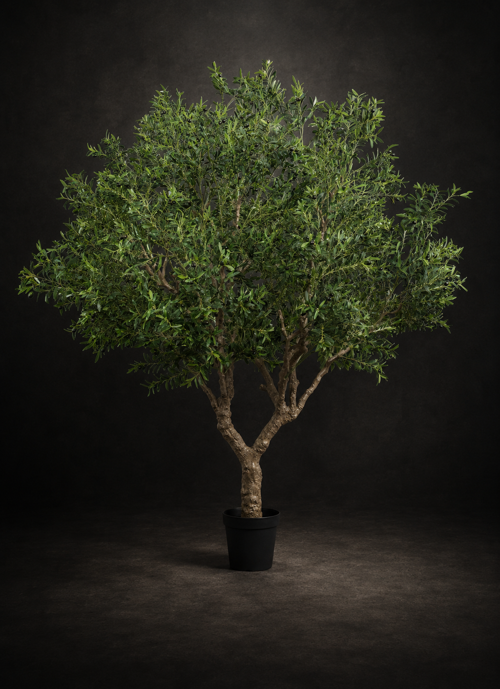 The Tuscan Olive Tree