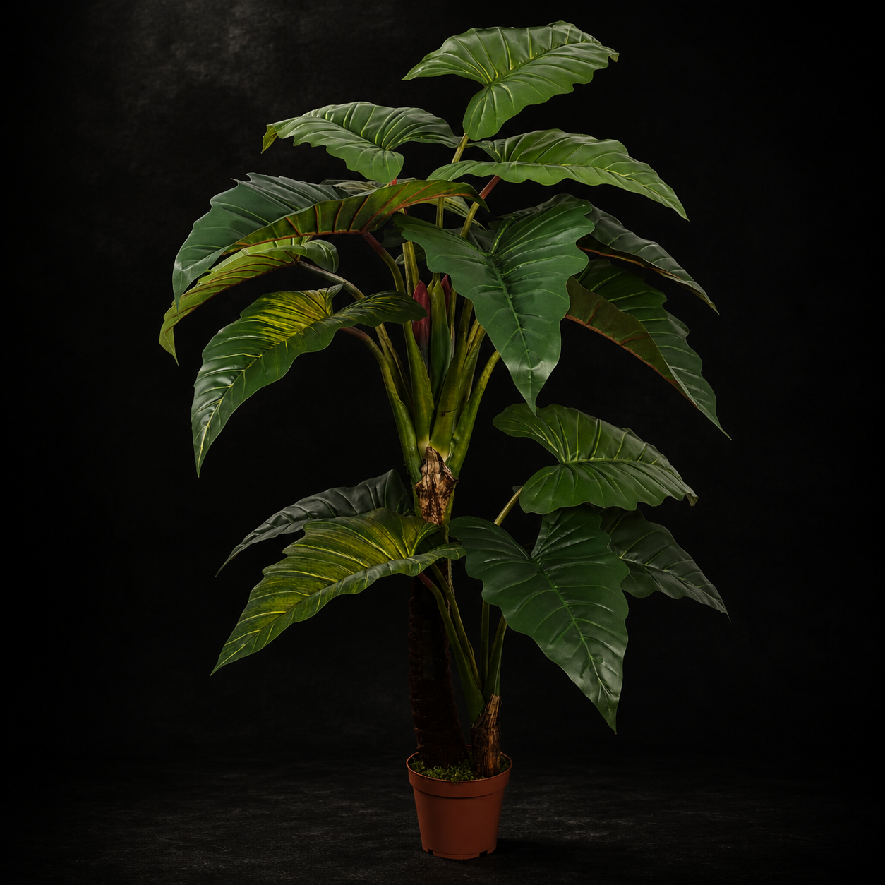 The Tropica Colocasia Tree