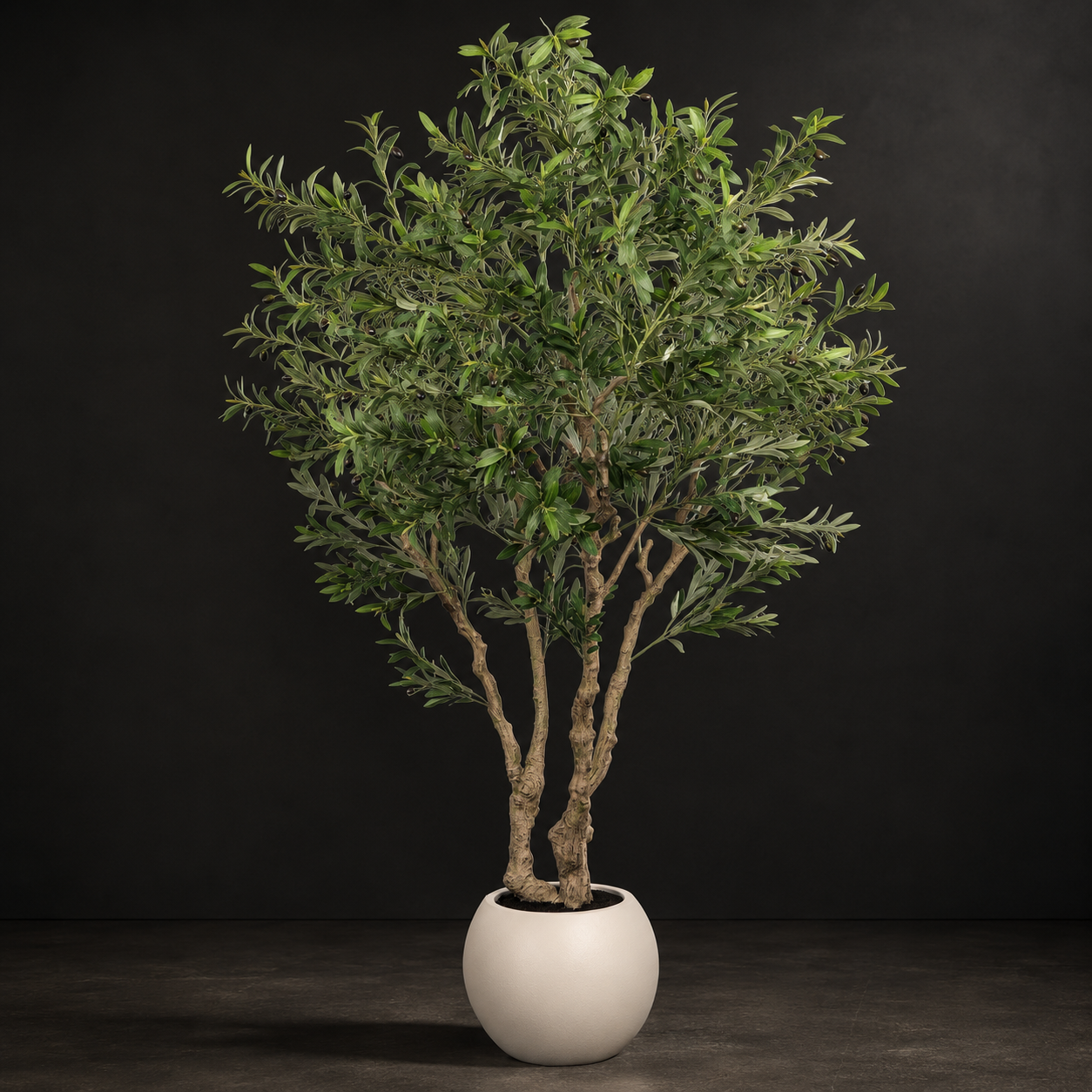 The Heritage Olive Tree