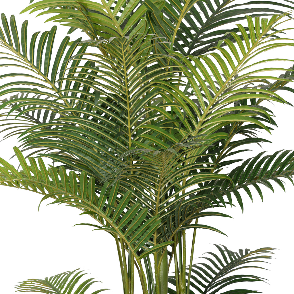 The Pittieri Philodendron Tree