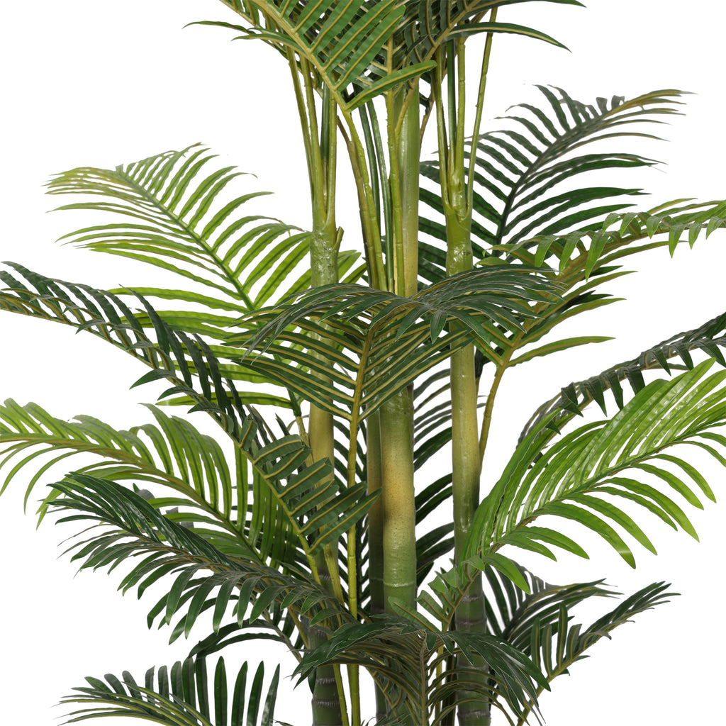 The Pittieri Philodendron Tree