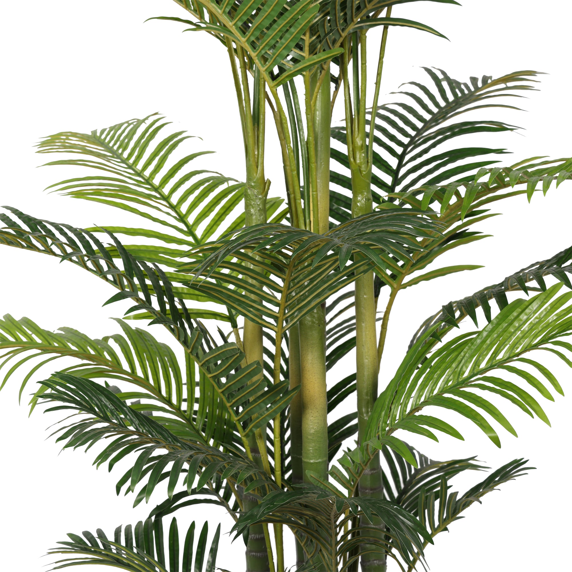 The Pittieri Philodendron Tree