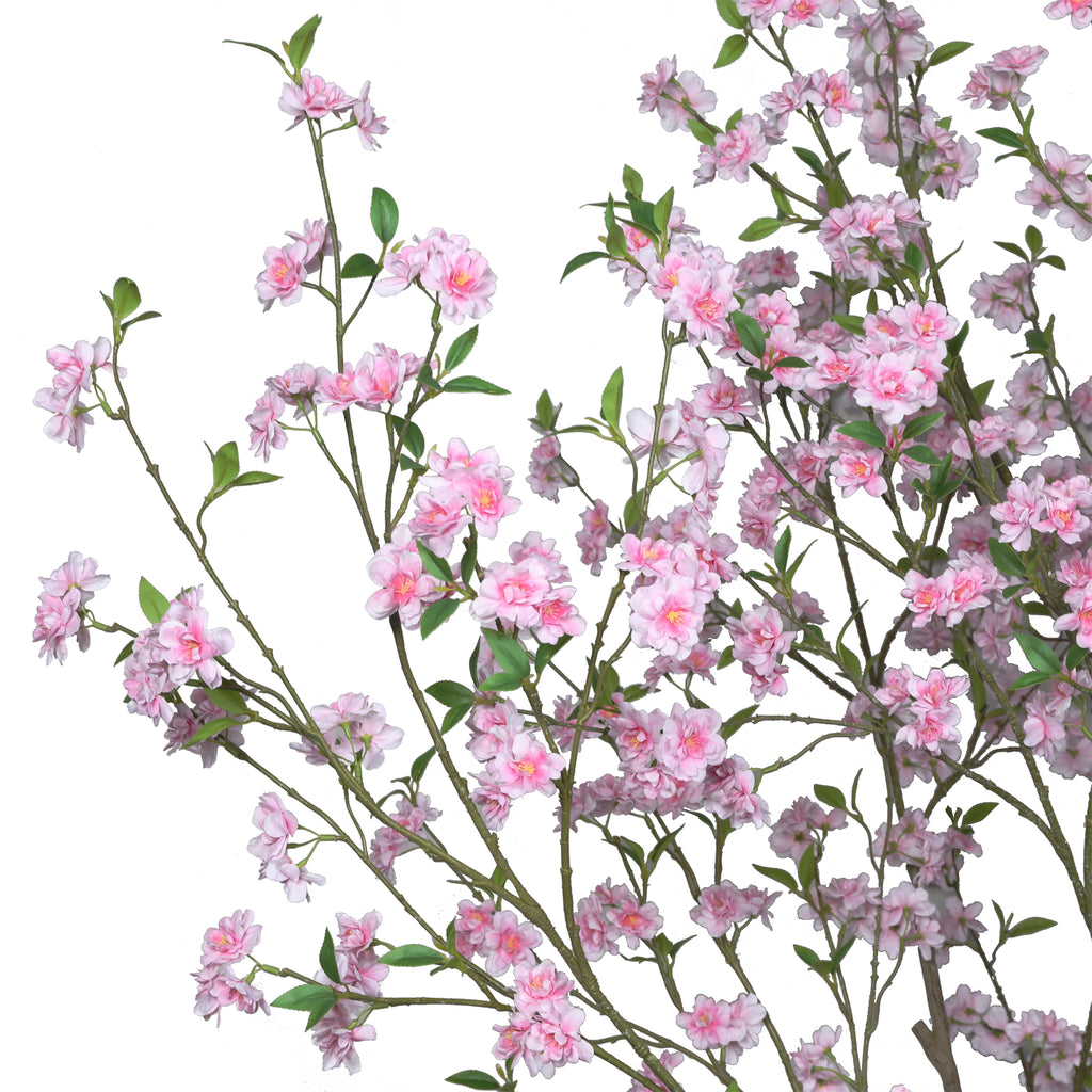 The Blush Cherry Blossom Tree