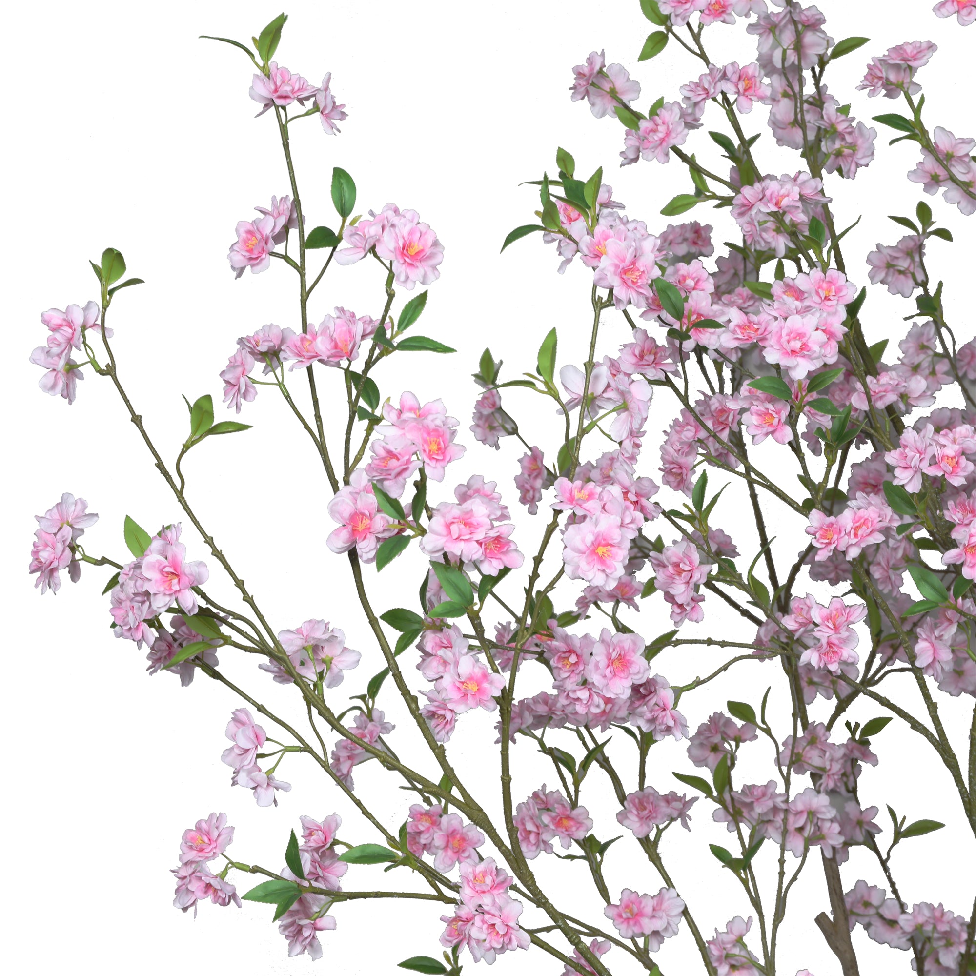 The Blush Cherry Blossom Tree