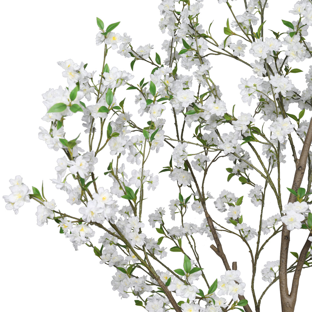 The Ivory Cherry Blossom Tree