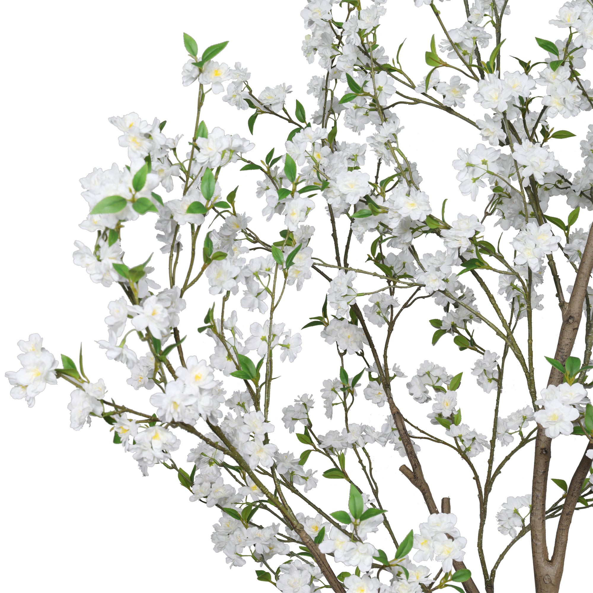The Ivory Cherry Blossom Tree