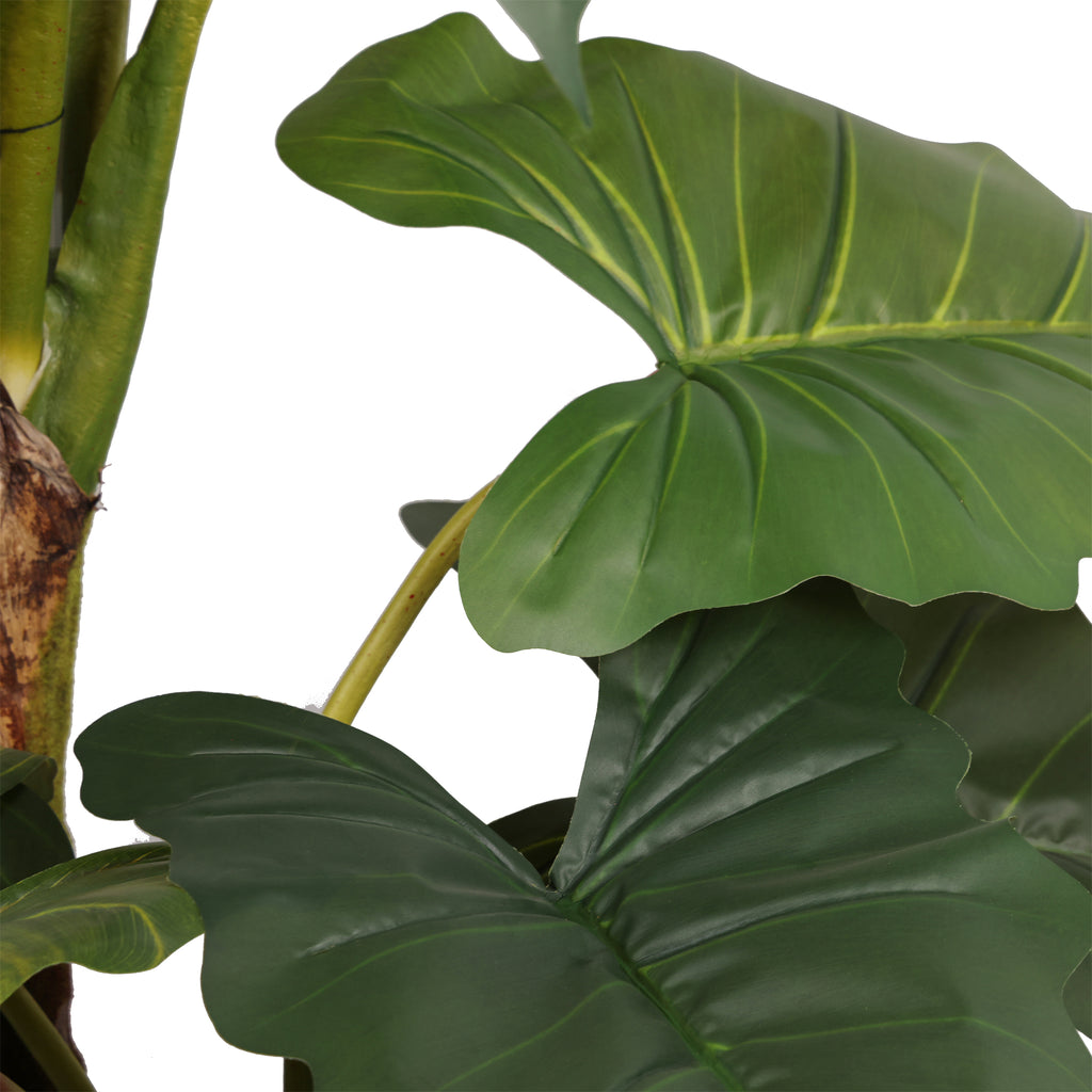 The Tropica Colocasia Tree