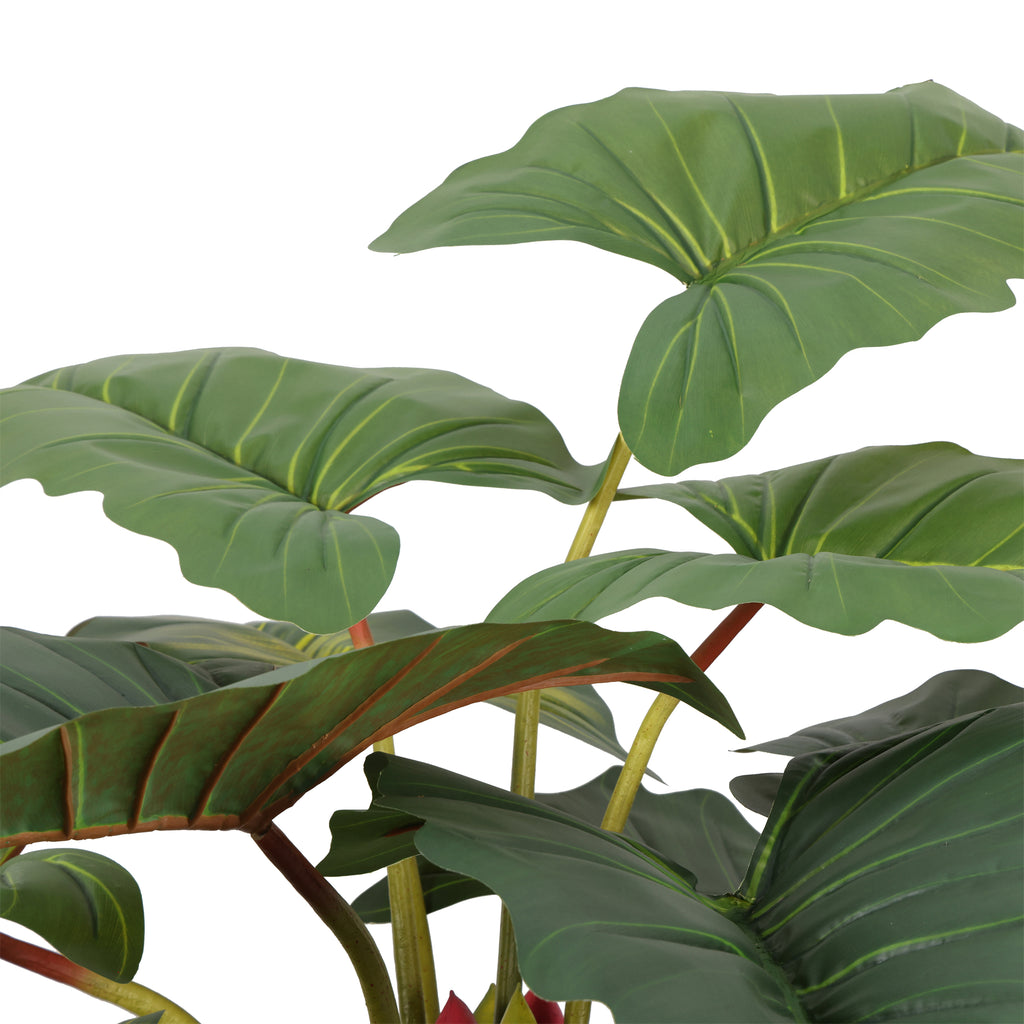 The Tropica Colocasia Tree