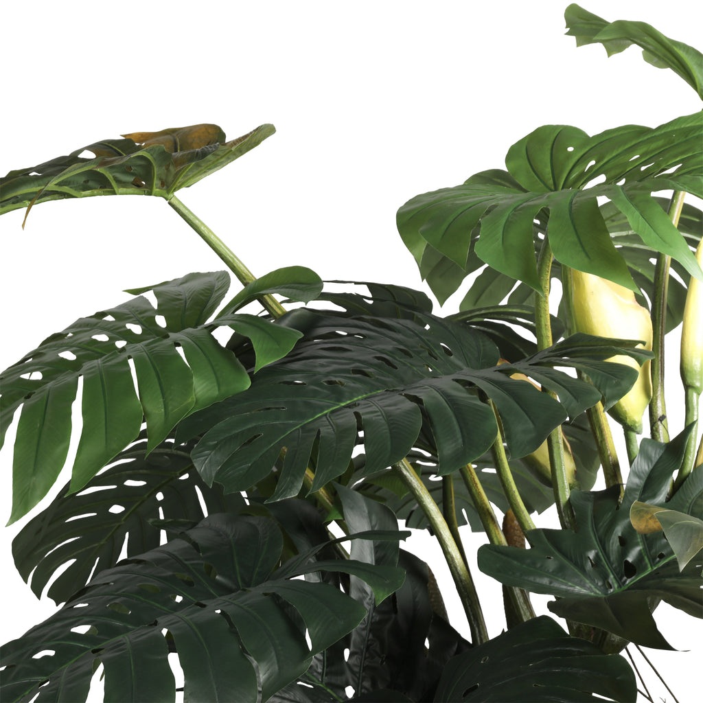 The Verdant Monstera Tree