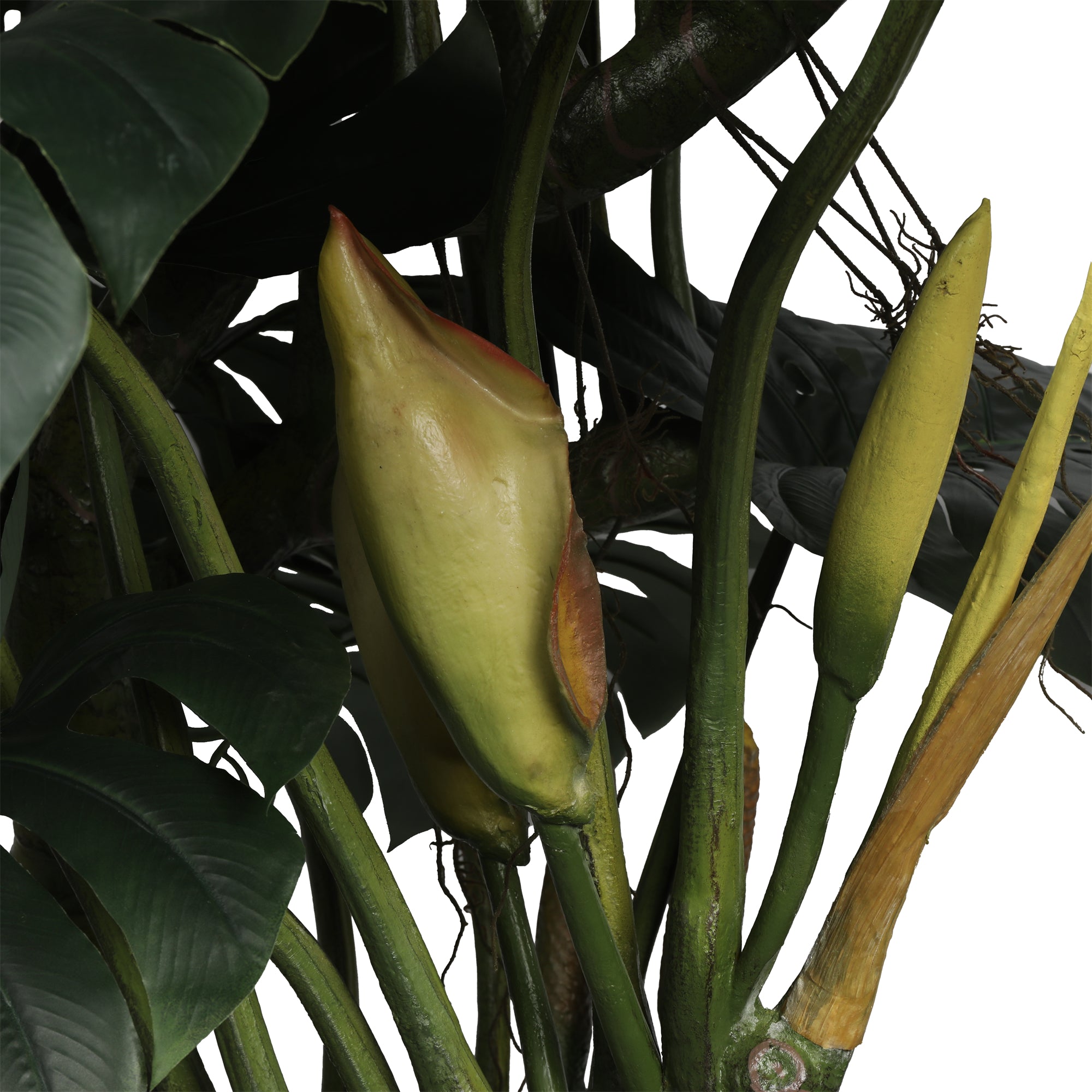 The Verdant Monstera Tree