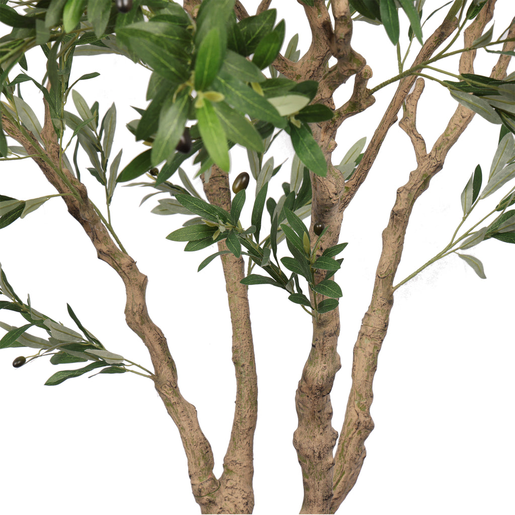 The Heritage Olive Tree