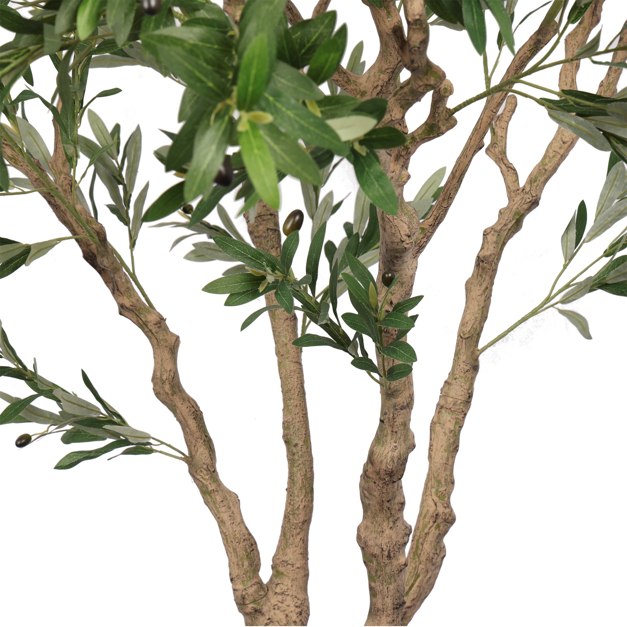 The Heritage Olive Tree
