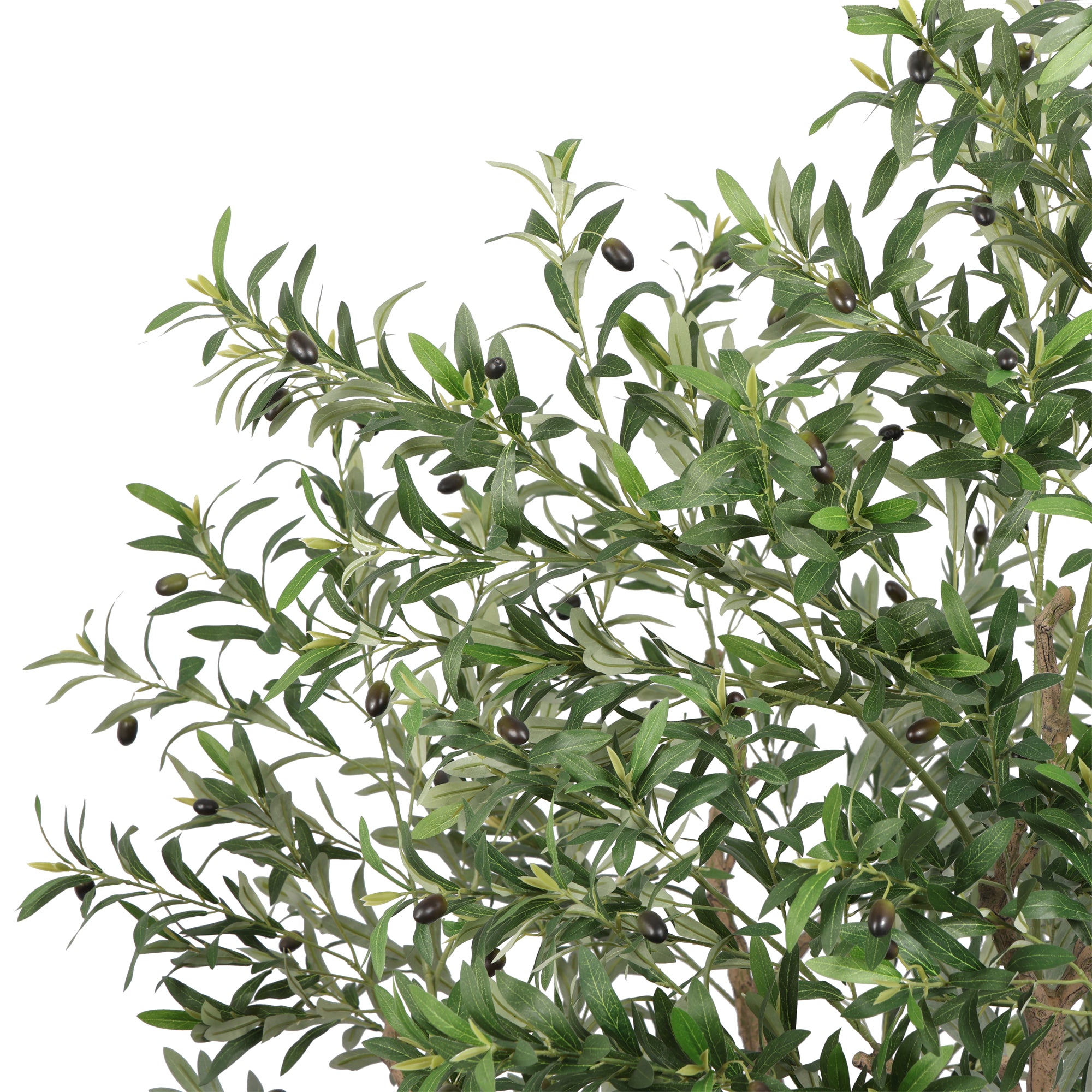 The Heritage Olive Tree