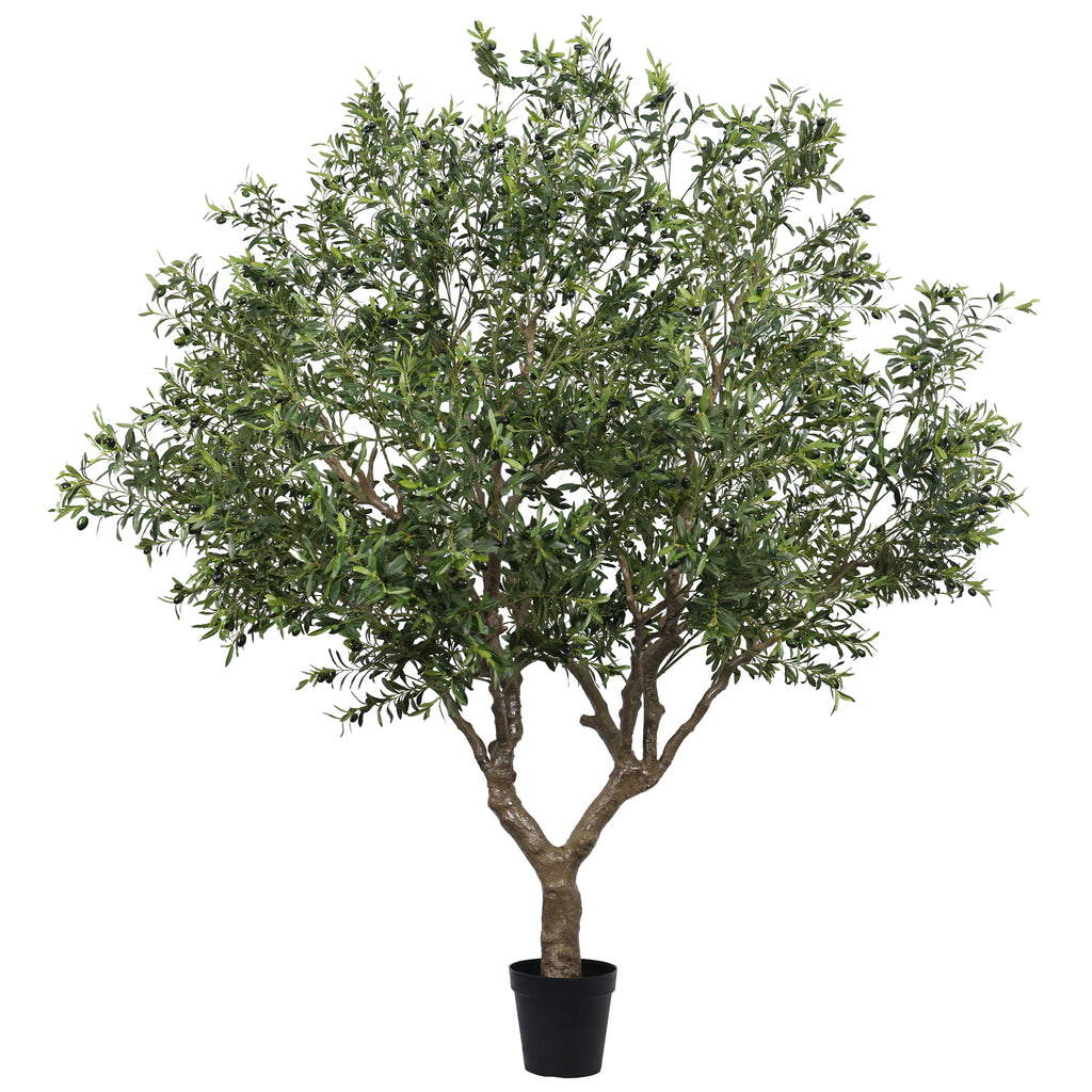 The Tuscan Olive Tree