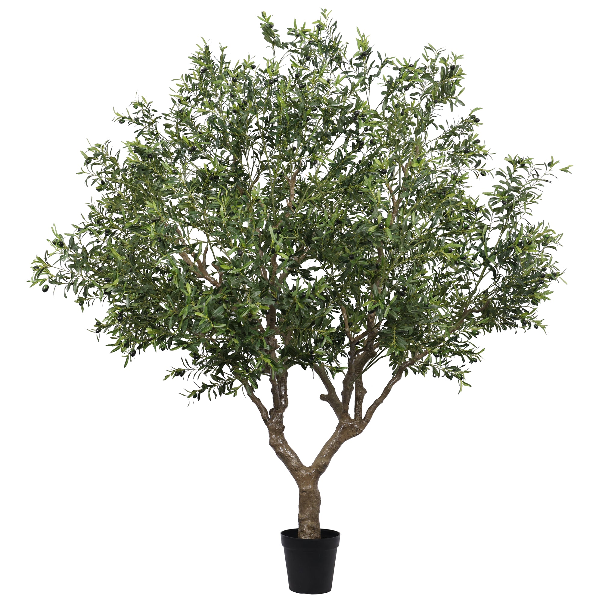 The Tuscan Olive Tree