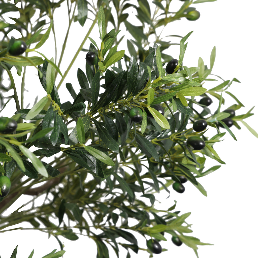 The Tuscan Olive Tree