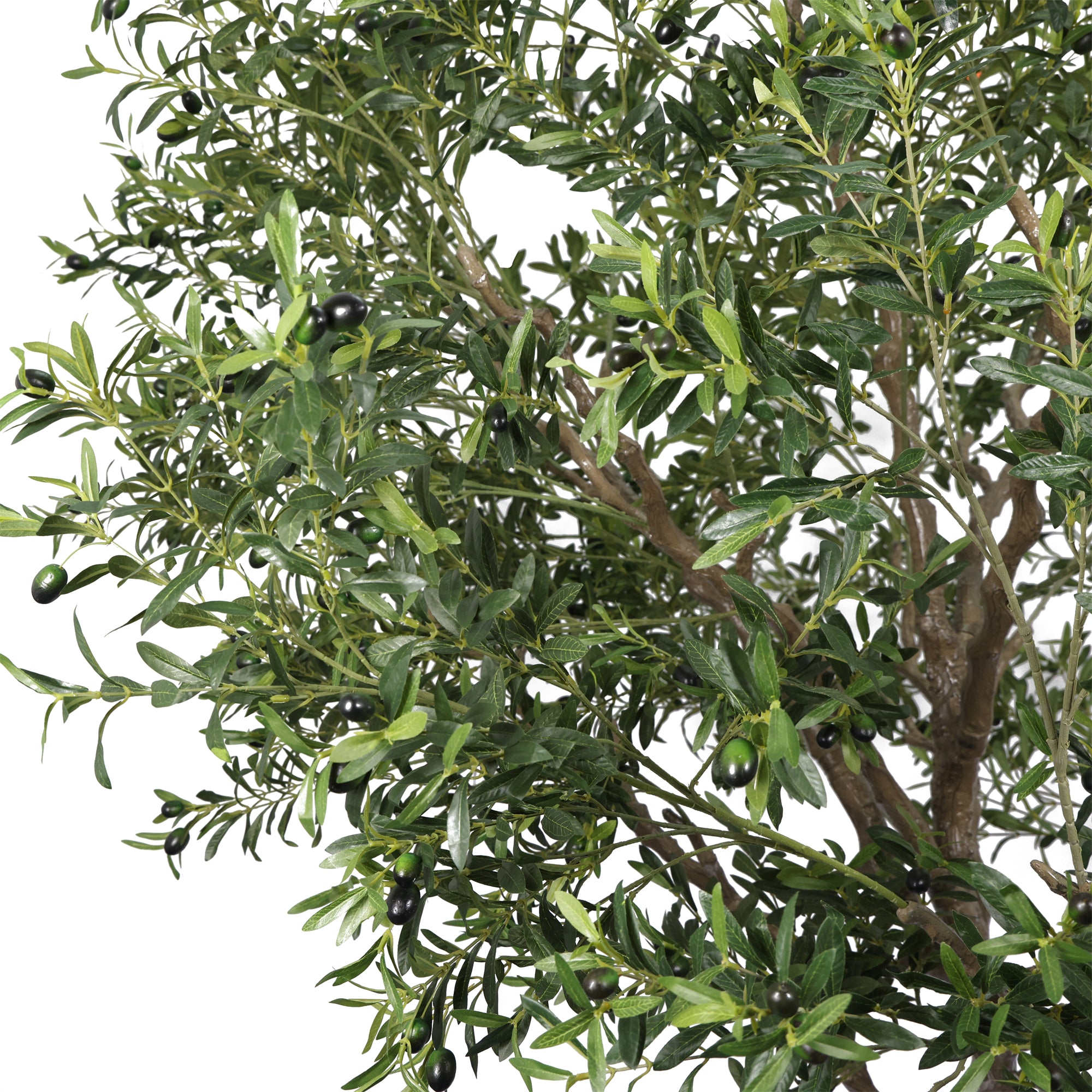 The Tuscan Olive Tree